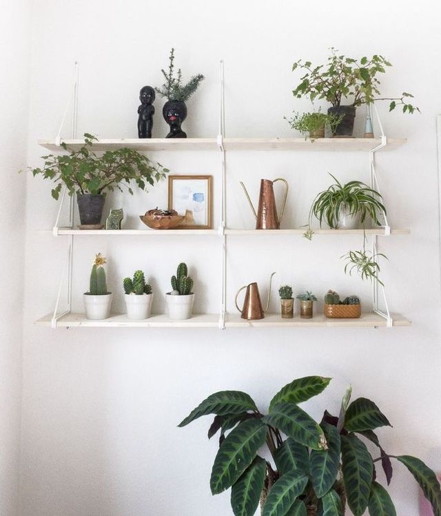 estanterías con plantas
